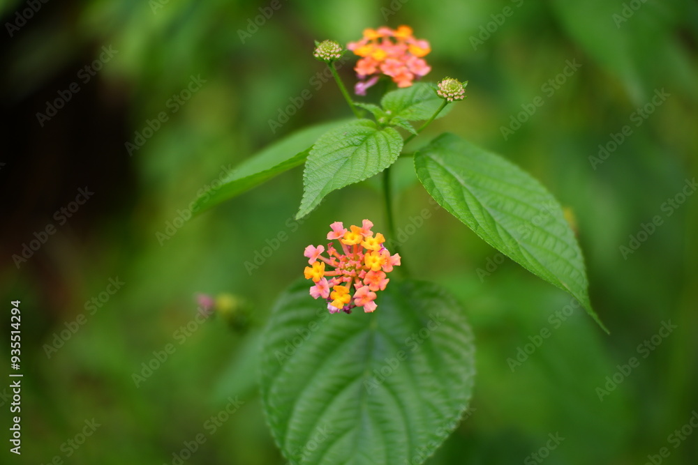 Lantana Camara, a flowering wild plant. Lantana Camara, a flowering wild plant.