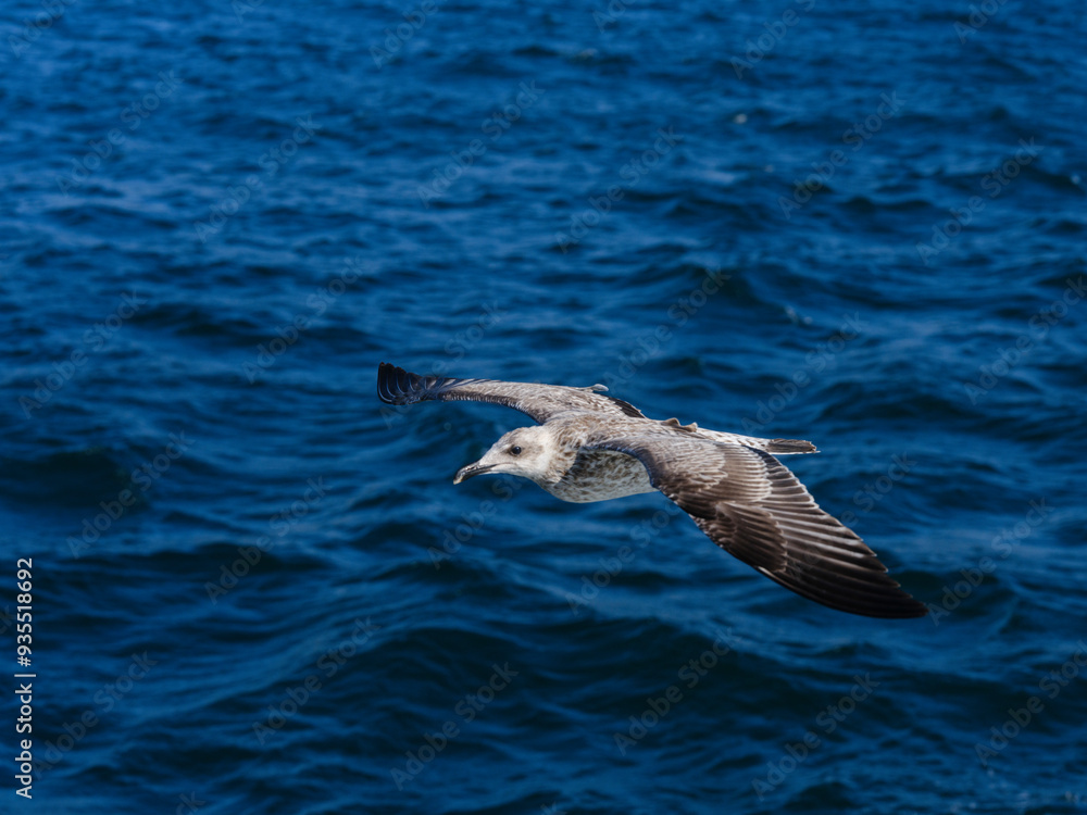 Fototapeta premium a beautiful seagull flying over the sea