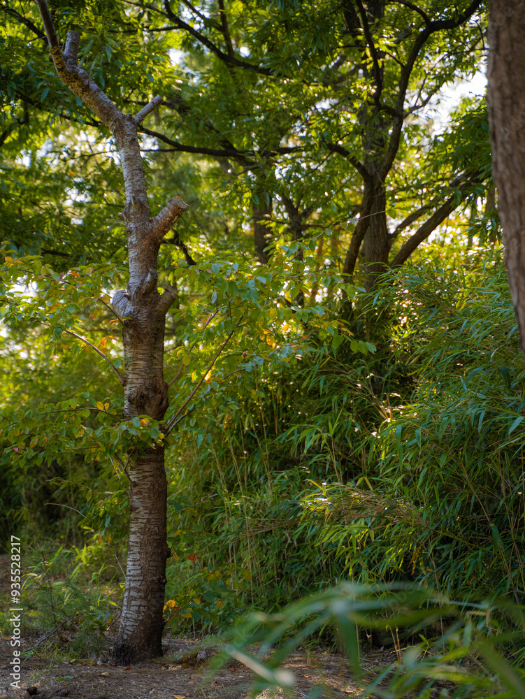 Fototapeta premium tree in the forest
