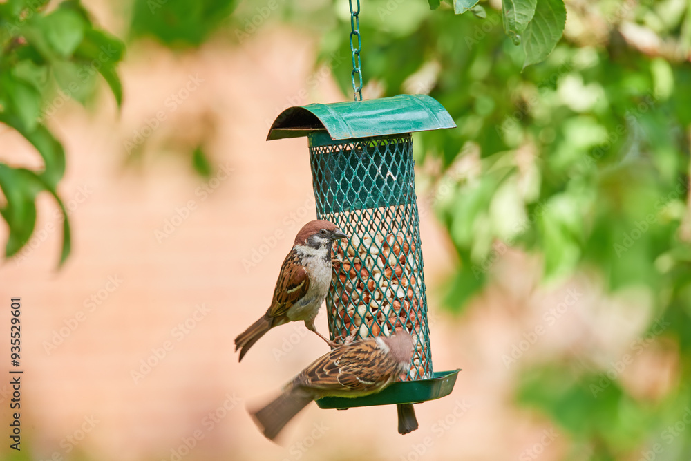 Obraz premium Birds, eating and nuts in tree or nature for nutrition, hunger and feeding for environmental habitat. Passeridae, sparrow and outdoor with food for animal or wildlife in Europe and conservation.