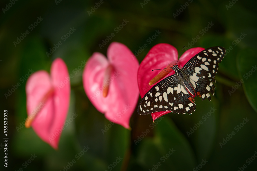 Naklejka premium Tropic butterfly in the jungle fores. Close-up. Citrus swallowtail or Christmas butterfly, Papilio demodocusInsect on pink red flower bloom in nature habitat, South Africa, Botswana Wildlife.
