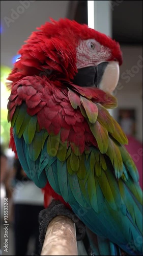 The red Macaw parrot sleeps with its beak tucked under its wing