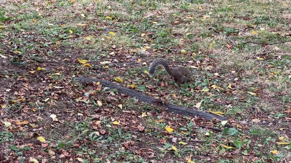 squirrel on the ground squirrel on the ground