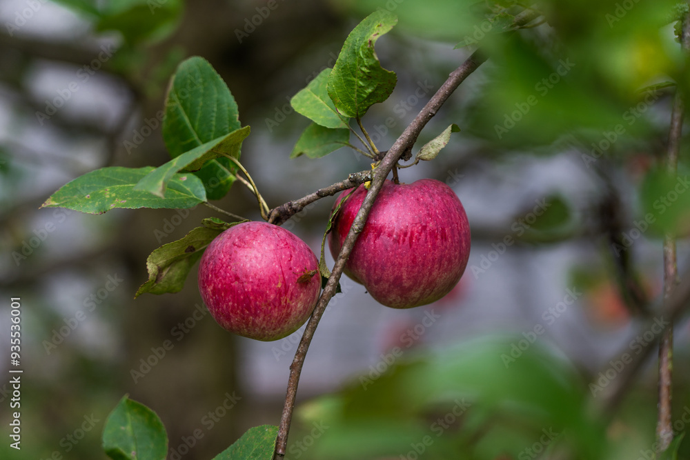 Red, late apples are hanging on a branch. A prolific apple tree Red, late apples are hanging on a branch. A prolific apple tree