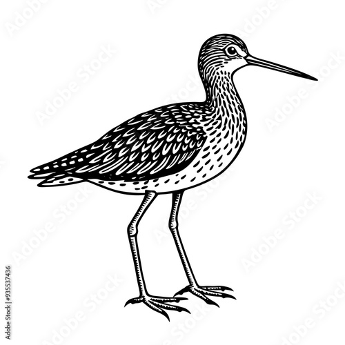 Greater Yellowlegs silhouette vector illustration