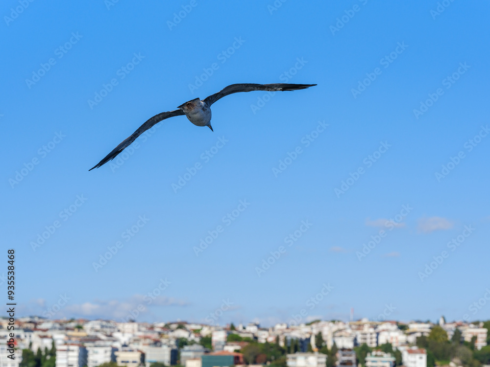 Beautiful seagulls flying over the Bosphorus in Istanbul Beautiful seagulls flying over the Bosphorus in Istanbul