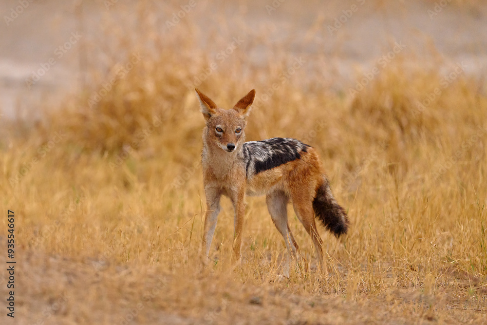 Obraz premium Jackal and evening sunlight. Black-Backed Jackal, Canis mesomelas mesomelas, portrait of animal with long ears, Kgalagadi, South Africa. Beautiful wildlife scene from Africa with nice sun light.