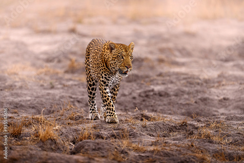 Dry summer in Africa, leopard in the dezert. Leopard golden grass sunset, Savuti, Chobe NP, in Botswana, Africa. Big spotted cat in the wild nature. Wildlife Botswana. Wild leopard walk. photo