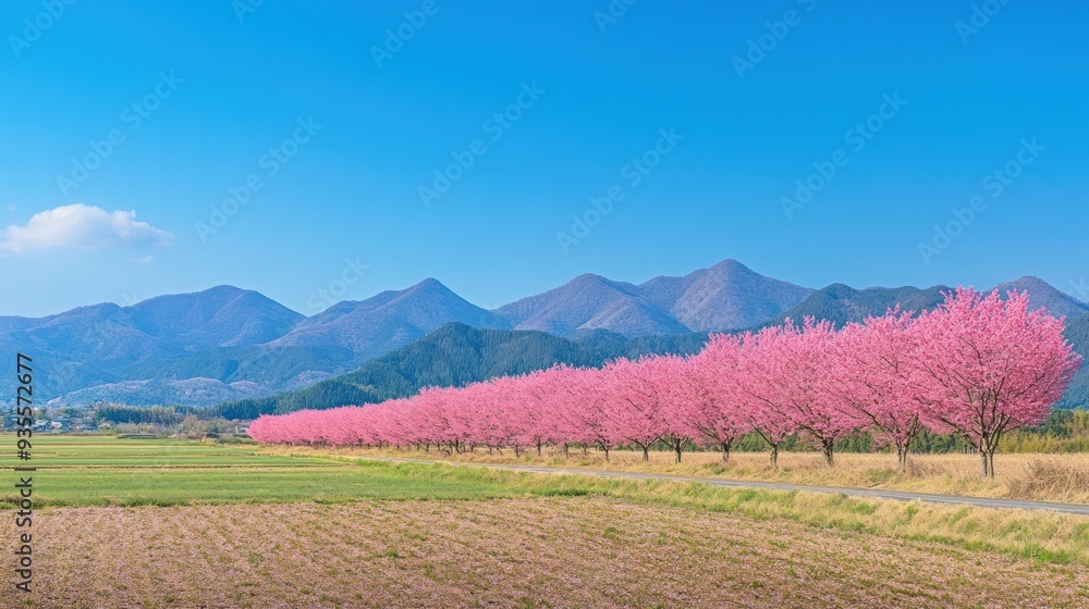 Cherry Blossoms in a Japanese Landscape Cherry Blossoms in a Japanese Landscape