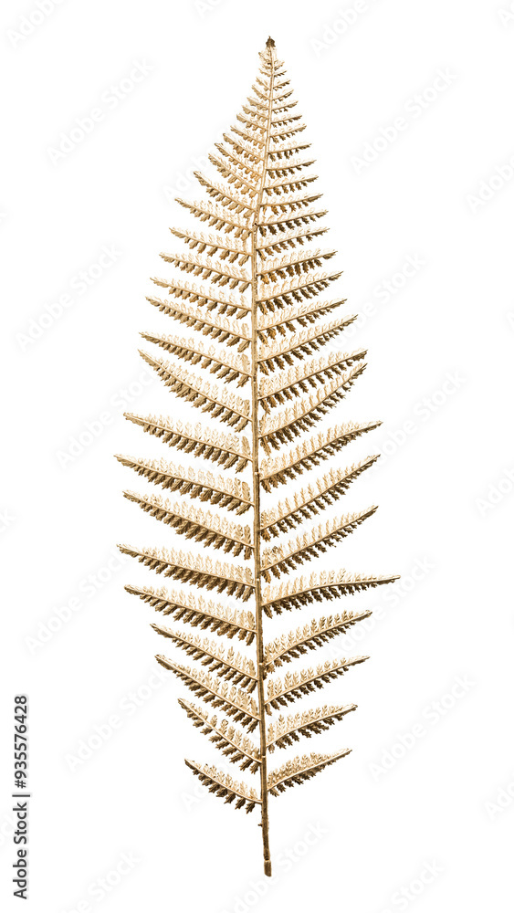 Leatherleaf fern png plant on transparent background Leatherleaf fern png plant on transparent background