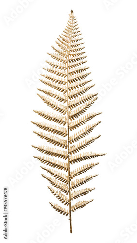 Leatherleaf fern png plant on transparent background