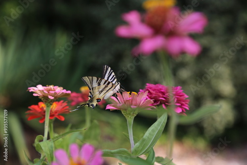 butterfly on flower