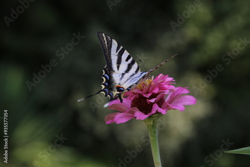 Butterfly with colorful flowers
