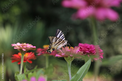 Butterfly with colorful flowers