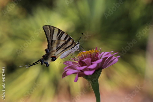 Butterfly with colorful flowers