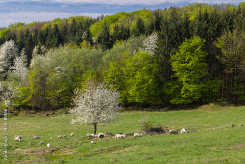 Foto Sheep and goat herd in Polana mountains, Slovakia