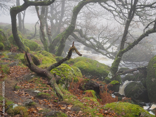 The lichen covered ancient oak trees and boulders of Black-a-Tor Copse next to the West Okement River where bright green lichens and mosses cover the rocks and trees, Dartmoor National Park, Devon, UK photo