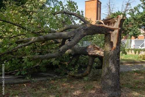 trees felled and trunks broken by strong gusts of wind on the city, extensive damage caused by the climate, tornado and powerful storms. summer weather news on climate emergency.  photo