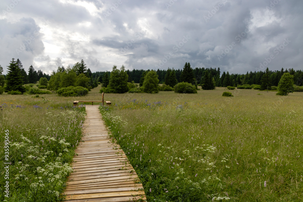 National natural monument Upolinova louka pod Krizky, Western Bohemia, Czech Republic National natural monument Upolinova louka pod Krizky, Western Bohemia, Czech Republic