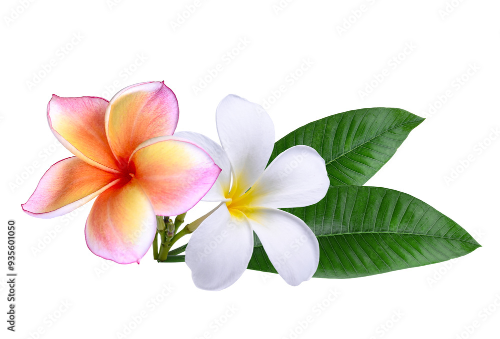 Naklejka premium Plumeria,pink white frangipani flowers isolated on transparent...