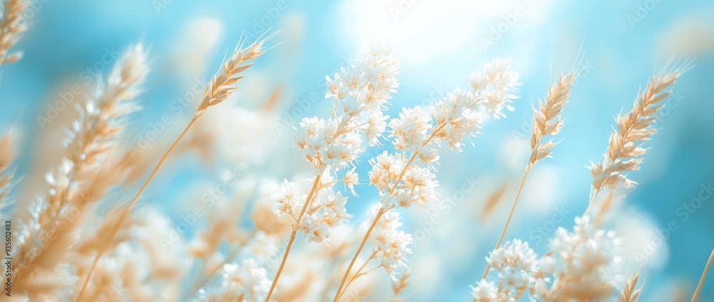 Wheat Field Sun and Sky Wheat Field Sun and Sky