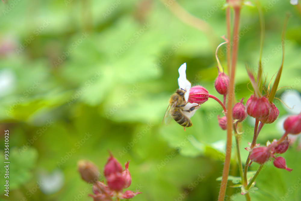 Bee pollinating the delicate pink flower of the Geranium Spessart in spring Bee pollinating the delicate pink flower of the Geranium Spessart in spring