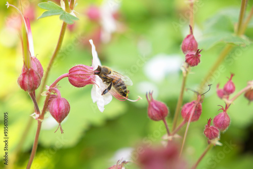 Bee pollinating the delicate pink flower of the Geranium Spessart in spring
