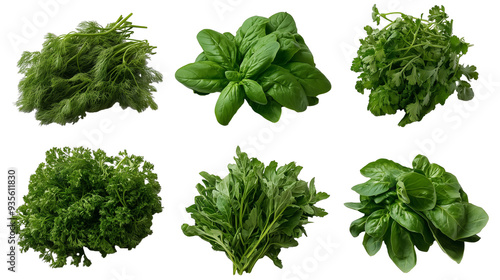 Set of  fresh green herbs, spinach,  sage, rosemary, parsley, basil leaves and curly kale isolated on transparent background photo