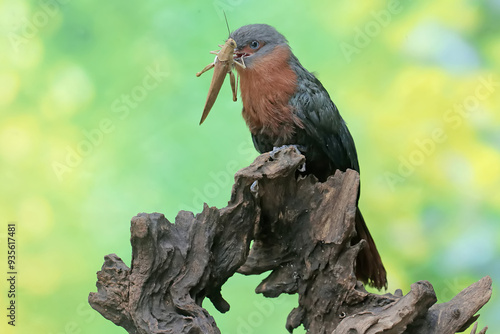 A young chestnut-breasted malkoha is preying on a grasshopper. This beautifully colored bird has the scientific name Phaenicophaeus curvirostris. photo