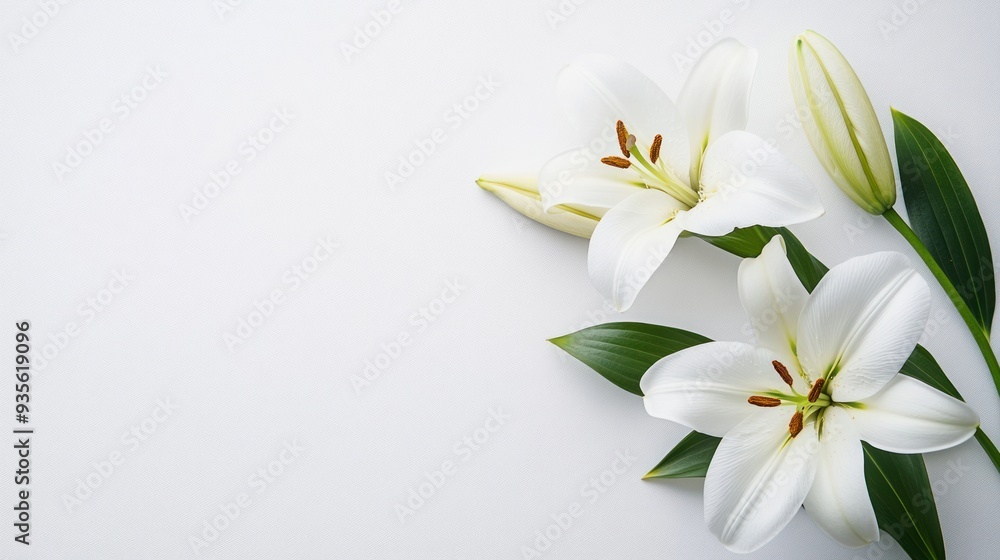 White Lilies on a White Background White Lilies on a White Background