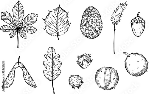 Vector illustrations of autumn engraved forest plants. Hand drawn pine cone, alder leaves, chestnut, oak, hazelnut, birch, fall flowers. The image created without any artificial intelligence software
