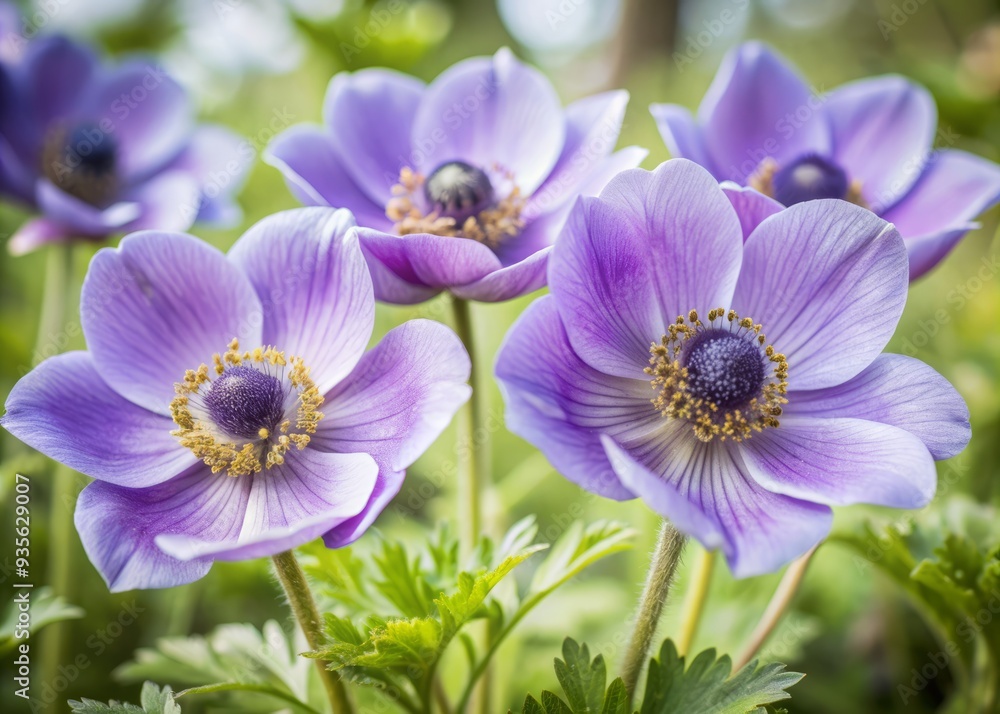Delicate, vibrant purple anemone flowers with soft, wispy petals and golden centers dance across a crisp white background in a beautiful watercolor illustration. Delicate, vibrant purple anemone flowers with soft, wispy petals and golden centers dance across a crisp white background in a beautiful watercolor illustration.