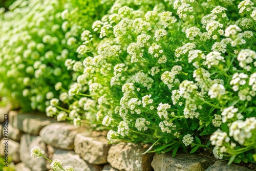 Delicate white sweet alyssum flowers cascade down a stone wall, overflowing with charm, surrounded by lush green foliage, leaving ample copy space for your message.