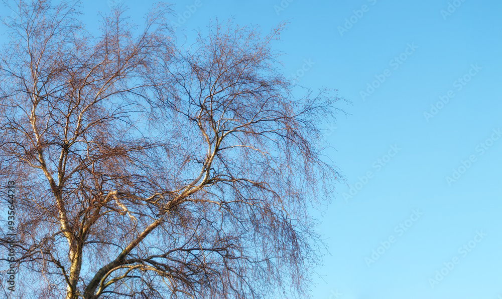 Autumn, forest and tree in nature with blue sky for sustainability, ecology and branches with mockup space. Natural environment, plants and leaves in countryside for growth or eco friendly background Autumn, forest and tree in nature with blue sky for sustainability, ecology and branches with mockup space. Natural environment, plants and leaves in countryside for growth or eco friendly background