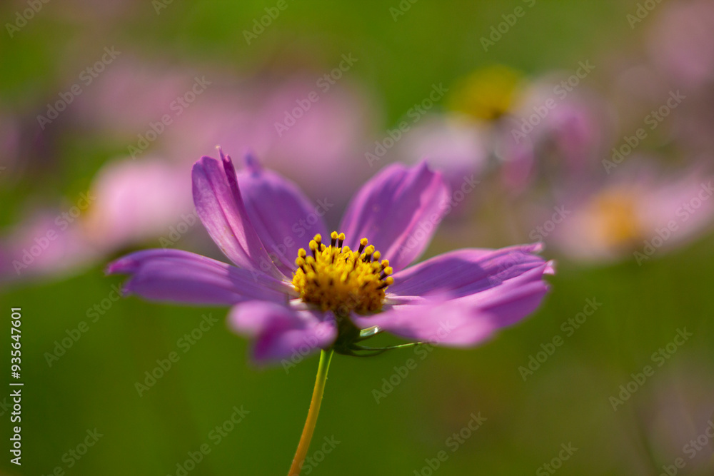 Gentle flower cosmos. The picture was taken in the warm rays of the evening Sun. Gentle flower cosmos. The picture was taken in the warm rays of the evening Sun.