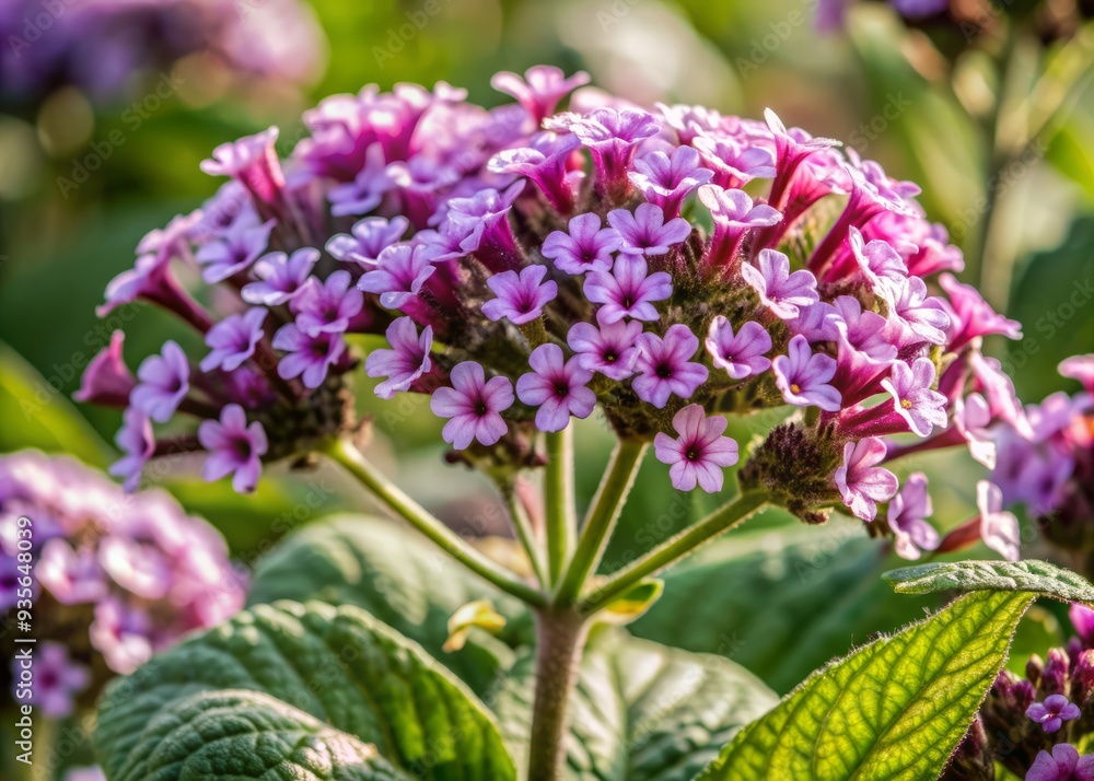 Vibrant purple heliotrope flowers in full bloom, delicate petals unfurling, drinking in the warm bright sunlight, showcasing their intricate beauty and majestic color. Vibrant purple heliotrope flowers in full bloom, delicate petals unfurling, drinking in the warm bright sunlight, showcasing their intricate beauty and majestic color.