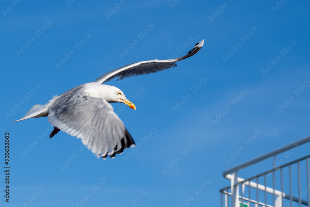 Fototapeta premium Möwe