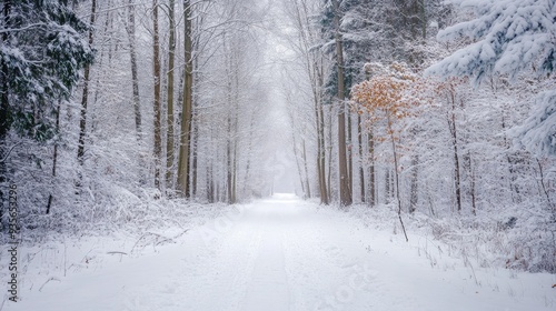 A white snow-covered forest path, leading into a winter wonderland