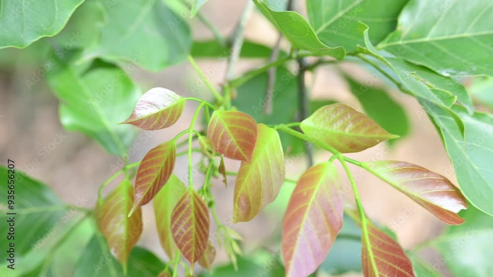 Millettia pinnata tree. It is a species of tree in the pea family Fabaceae. Its other names Pongamia pinnata, Indian beech and Pongame oiltree. Oil is extracted from its seeds. Ayurvedic medicine. Millettia pinnata tree. It is a species of tree in the pea family Fabaceae. Its other names Pongamia pinnata, Indian beech and Pongame oiltree. Oil is extracted from its seeds. Ayurvedic medicine.