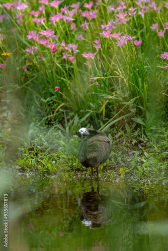 A Common moorhen and its reflection in the water.