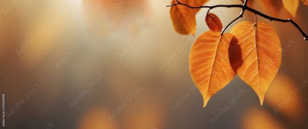 Two Golden Autumn Leaves on a Branch Against a Blurred Background Two Golden Autumn Leaves on a Branch Against a Blurred Background
