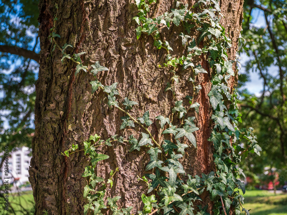Obraz premium Climbing ivy is an evergreen, climbing, woody vine with a red stem and sticky roots. It grows on the walls of houses, on fences, on pillars, but it also climbs trees and other plants.