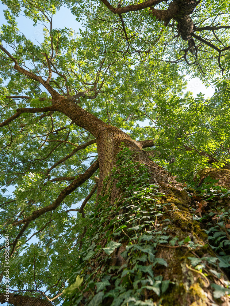 Climbing ivy is an evergreen, climbing, woody vine with a red stem and sticky roots. It grows on the walls of houses, on fences, on pillars, but it also climbs trees and other plants.