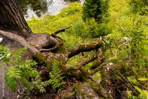 The roots of a majestic tree can be clearly seen in a lush green forest