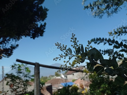 Acacia podalyriifolia plant in the garden photo