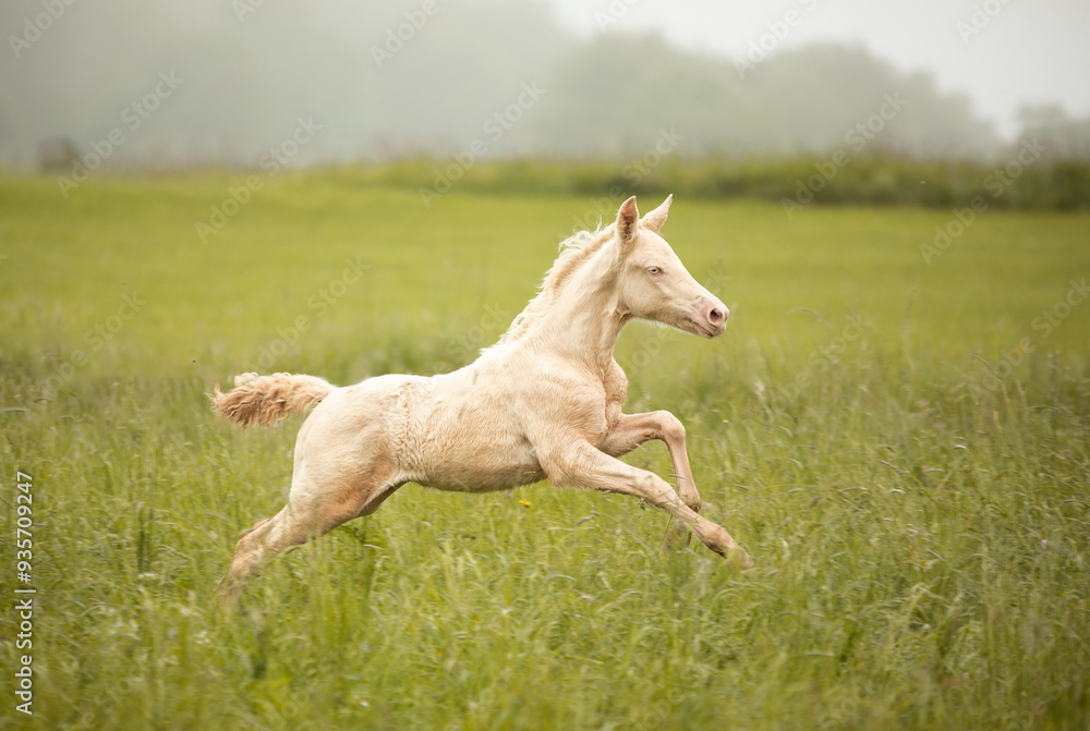 Fototapeta premium white horse running in the field