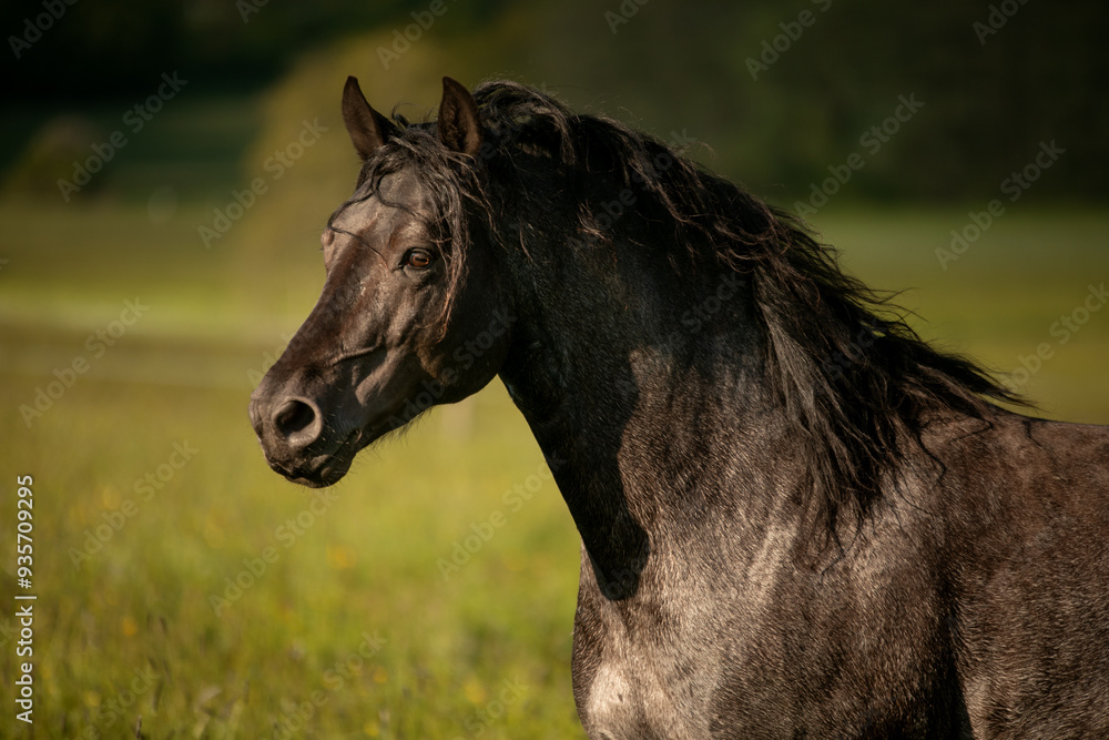 Fototapeta premium Stallion in a field