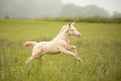 Canvas Print white horse running in the field