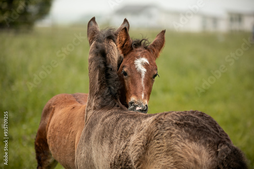 Foto two foals mane care