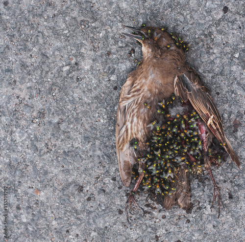 Фотография Close up photograph of a group of flies begin the process of decomposition of a